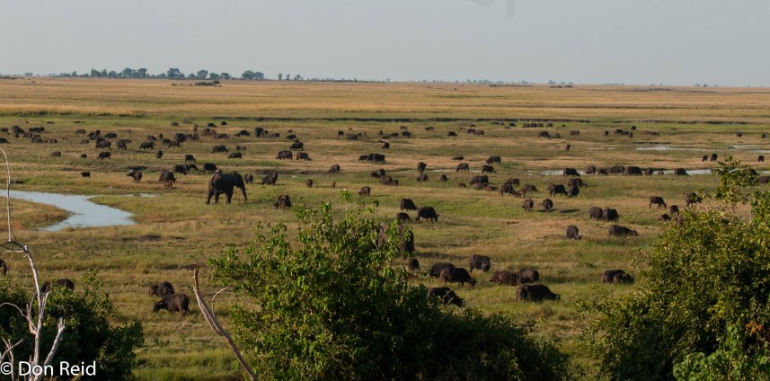 Mostly Elephant and Buffalo on the floodplain