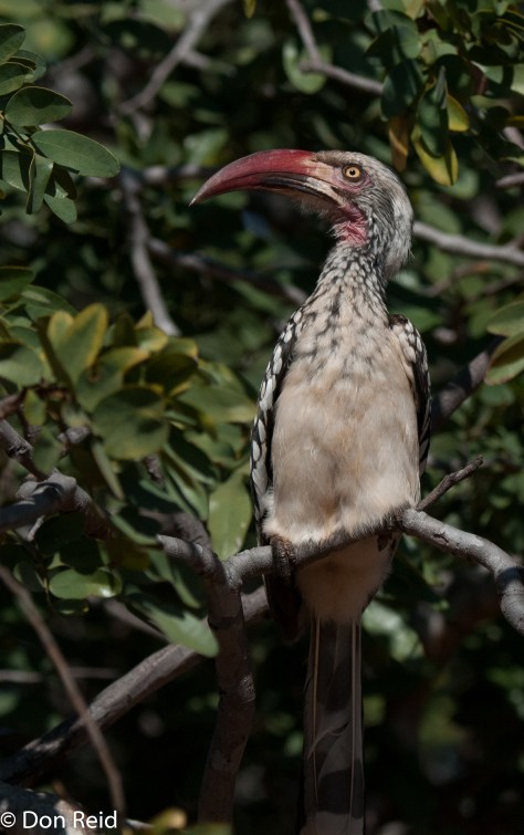 Red-billed Hornbill