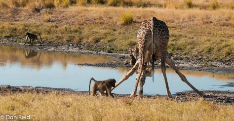 Giraffe at waterhole