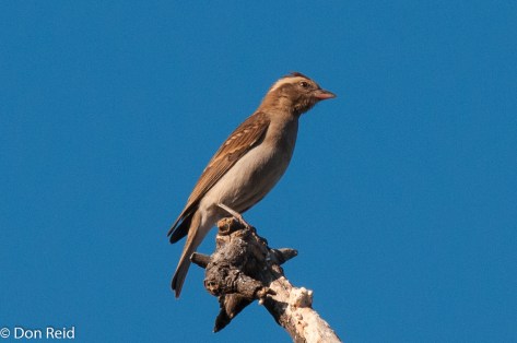 Yellow-throated Petronia
