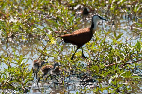 African Jacana with little ones