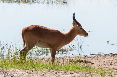Lechwe