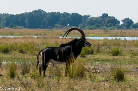 Sable Antelope