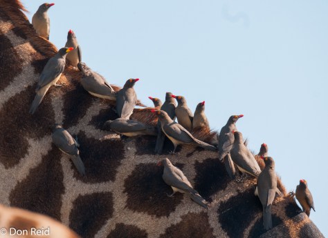 Red-billed and Yellow-billed Oxpeckers taking a ride