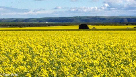 Canola fields