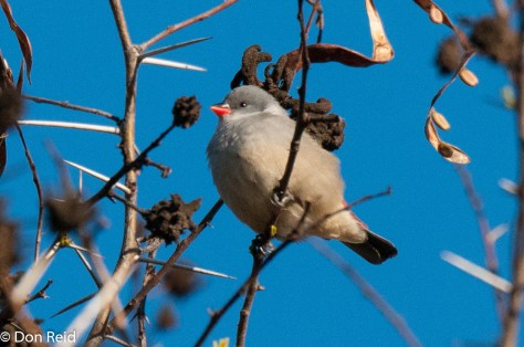 Swee Waxbill