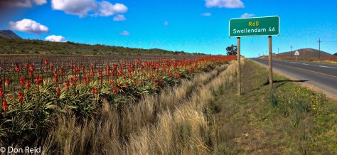 Aloes along the Ashton-Swellendam road
