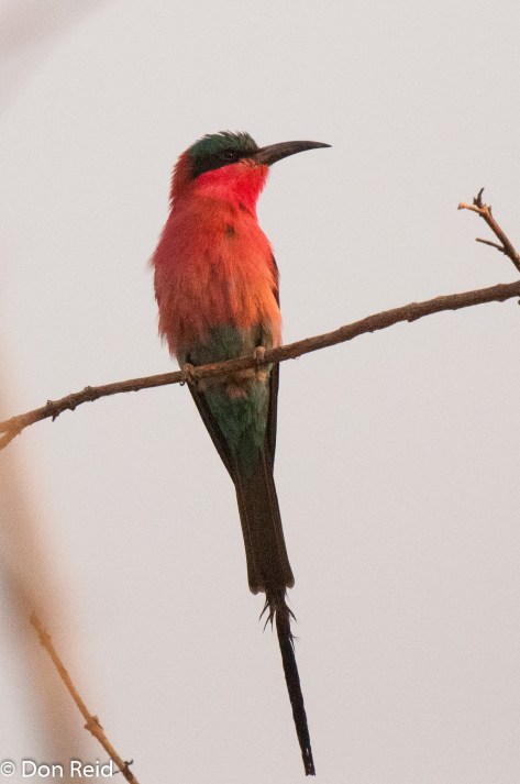 Carmine Bee-eater
