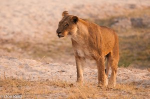 African Lion, Chobe Game Reserve