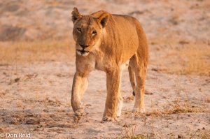 African Lion, Chobe Game Reserve