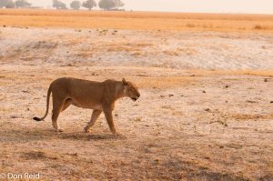 African Lion, Chobe Game Reserve