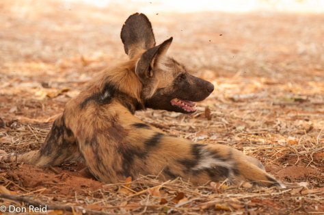 African Wild Dog, Kasane area