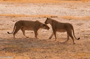 African Lion, Chobe Game Reserve