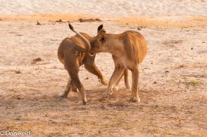 African Lion, Chobe Game Reserve