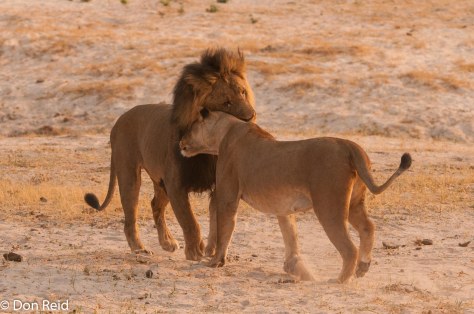 African Lion, Chobe Game Reserve