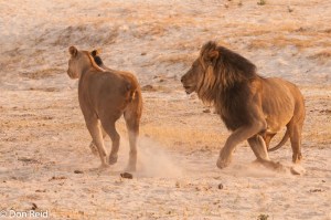 African Lion, Chobe Game Reserve