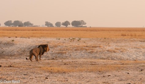 African Lion, Chobe Game Reserve