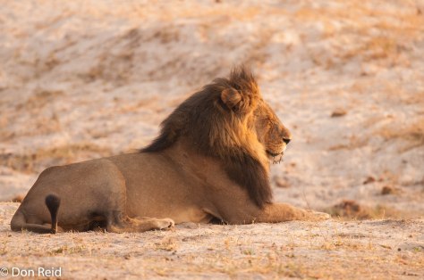 African Lion, Chobe Game Reserve