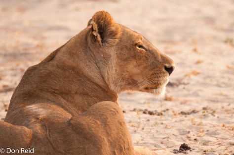 African Lion, Chobe Game Reserve
