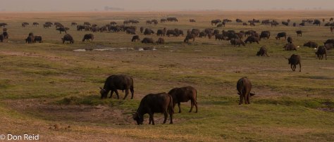 African Buffalo on Lechwe Plain, Chobe Game Reserve