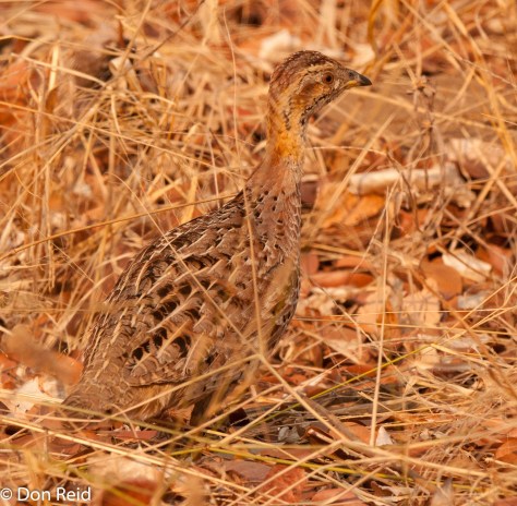 Orange River Francolin, well camouflaged in the dry grass