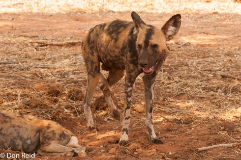 African Wild Dog, Kasane area