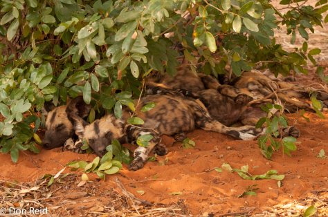 African Wild Dog, Kasane area