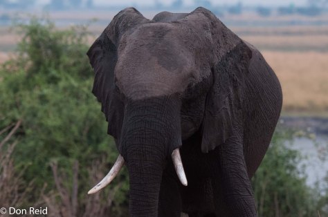 Fresh from a dunking in the Chobe river