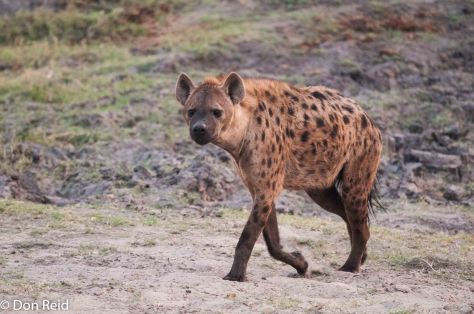 Spotted Hyena