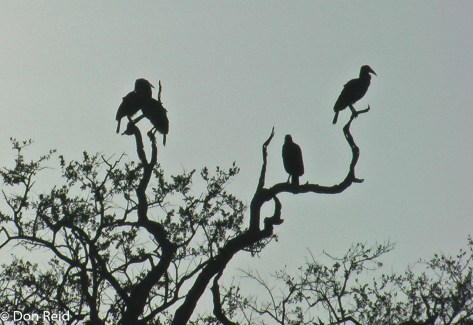 Ground Hornbill, KNP