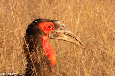 Ground Hornbill, Chobe Game Reserve