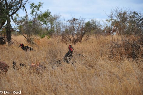 Southern Ground-Hornbill, Tamboti KNP