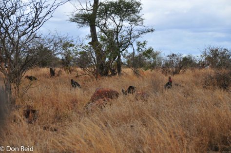 Southern Ground-Hornbill, Tamboti KNP