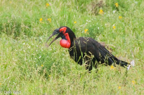 Ground Hornbill-5