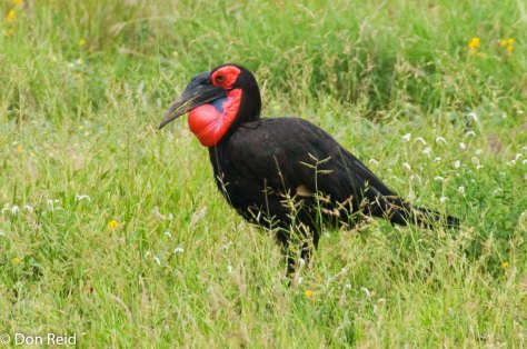 Ground Hornbill-6