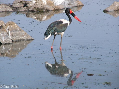 Saddle-billed Stork, KNP