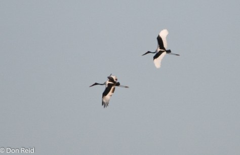 Saddle-billed Stork-3