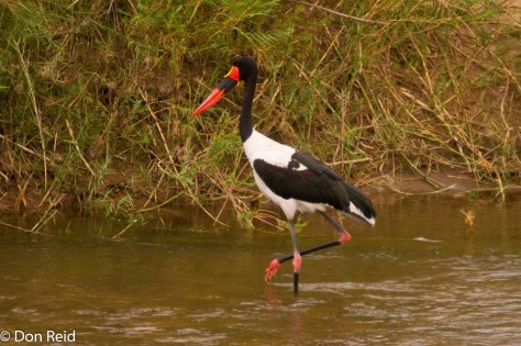 Saddle-billed Stork, Letaba KNP