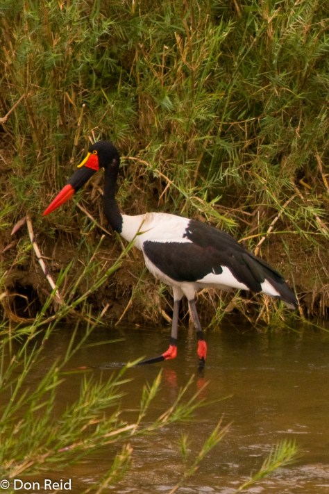 Saddle-billed Stork, Letaba KNP