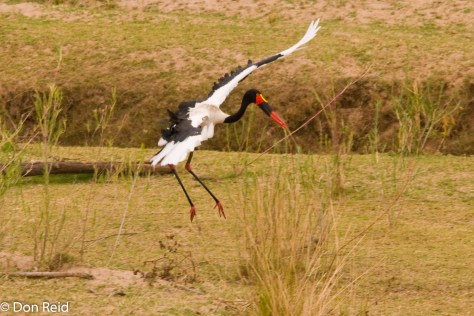 Saddle-billed Stork, Letaba KNP