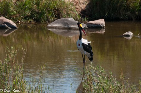 Saddle-billed Stork