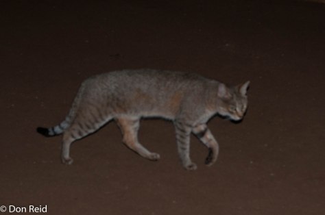 African Wild Cat doing the rounds of the chalets