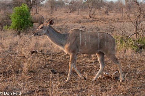 Kudu