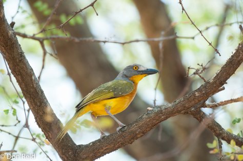 Grey-headed Bush-Shrike