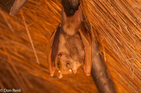 Fruit Bat - just "hanging around" until dusk