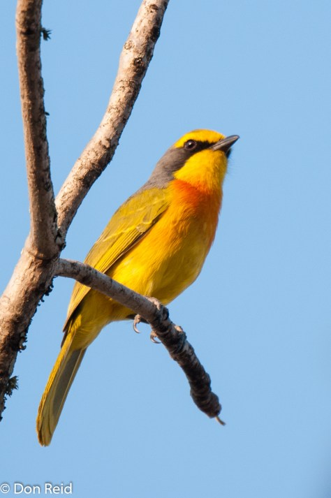 Orange-breasted Bush-Shrike