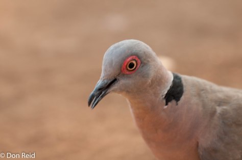 African Mourning Dove