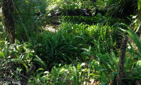 The Rainforest, Victoria Falls
