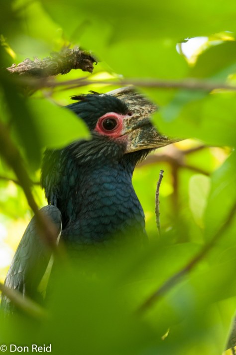 Trumpeter Hornbill, Victoria Falls