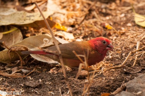 Red-billed Firefinch (Male), Victoria Falls